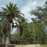 ...le palme delle Canarie...